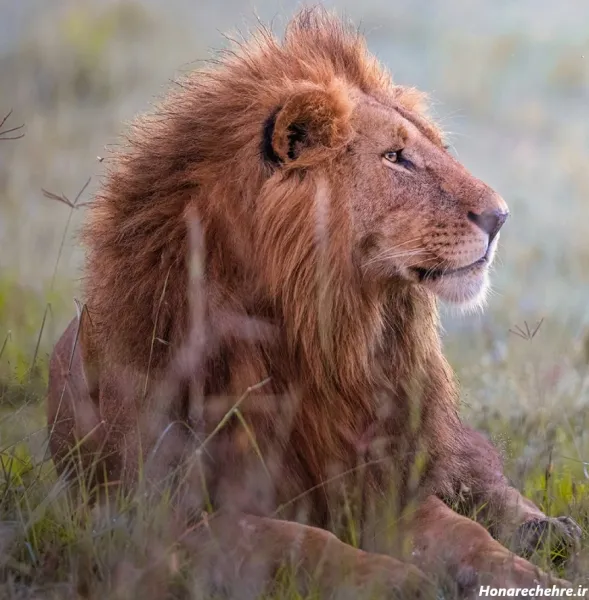  جدید ترین پس زمینه از شیر سلطان جنگل