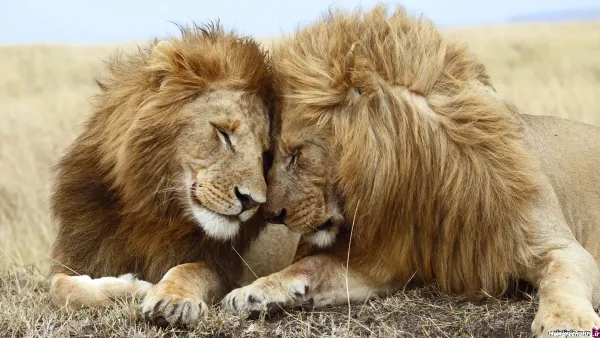  جدید ترین پس زمینه از شیر سلطان جنگل