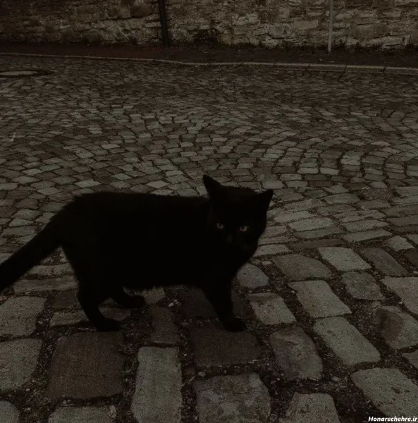  عکس گربه سیاه برای پروفایل HD