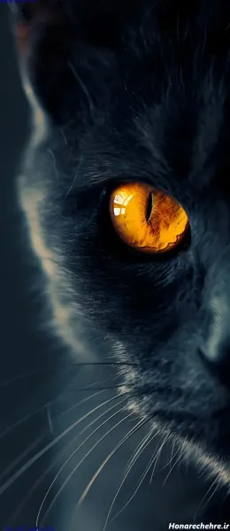  عکس گربه سیاه برای پروفایل HD