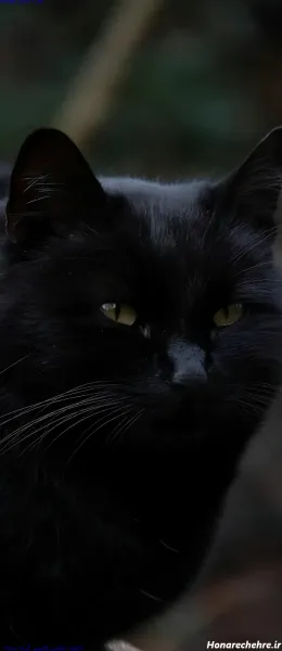  عکس گربه سیاه برای پروفایل HD