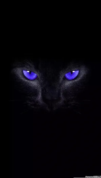  عکس گربه سیاه برای پروفایل HD