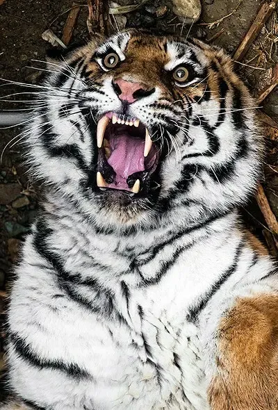  عکس ببر خفن برای صفحه گوشی