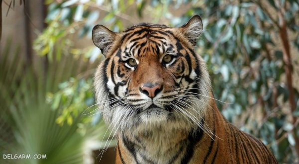  عکس ببر برای پروفایل خفن