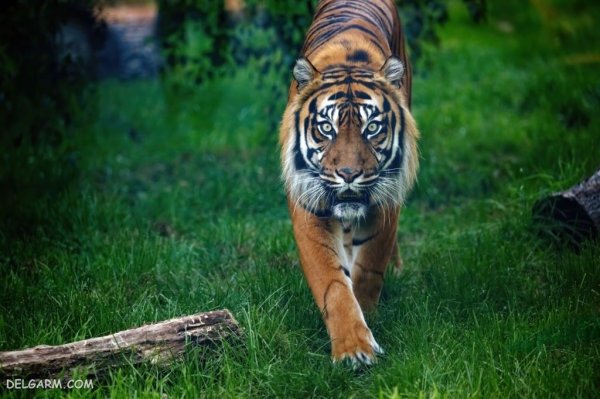  عکس ببر برای پروفایل خفن