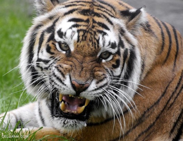  عکس ببر برای پروفایل خفن