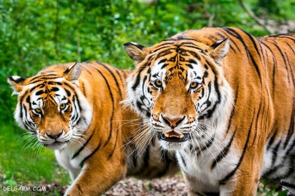  عکس ببر برای پروفایل خفن