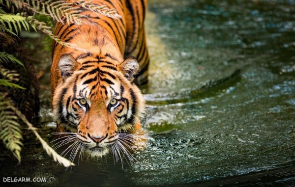  عکس ببر برای پروفایل خفن