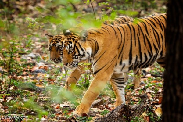  عکس ببر برای پروفایل خفن