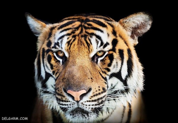  عکس ببر برای پروفایل خفن