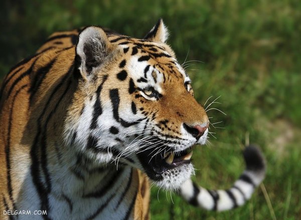  عکس ببر برای پروفایل خفن