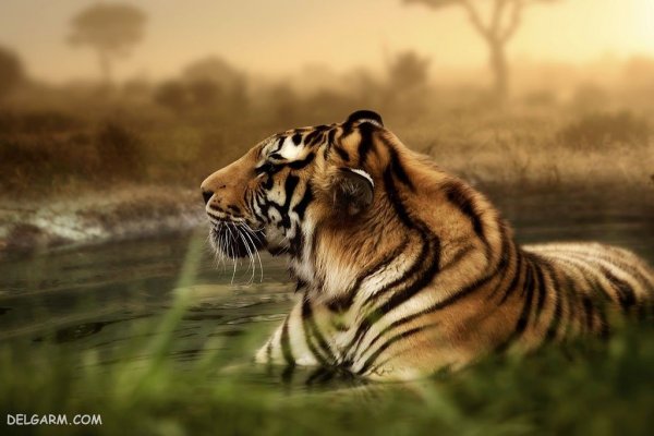  عکس ببر واقعی