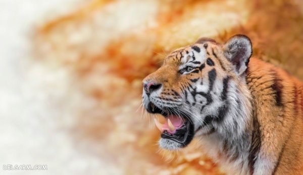  عکس ببر واقعی