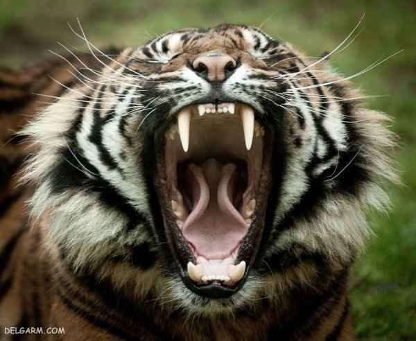  عکس ببر واقعی