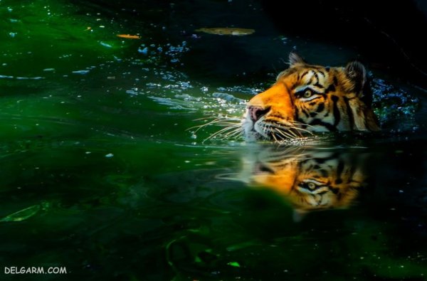  عکس ببر واقعی