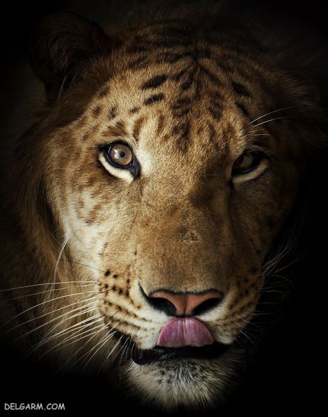  عکس ببر واقعی