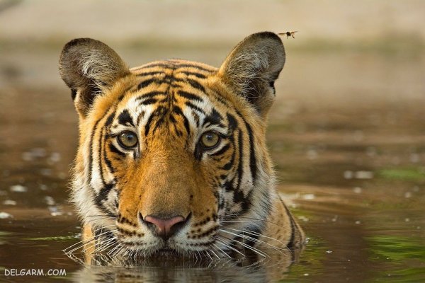  عکس ببر واقعی