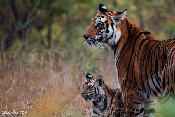  عکس ببر واقعی