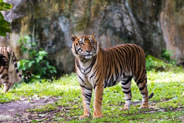  عکس ببر واقعی