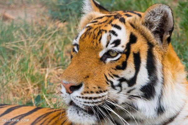  عکس ببر واقعی