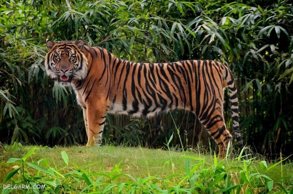  عکس ببر واقعی