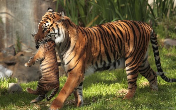  عکس توله ببر زیبا