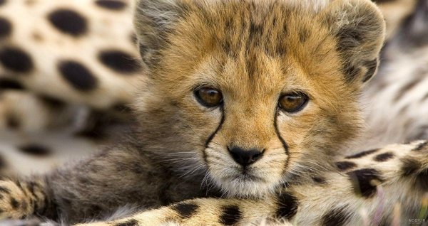  عکس توله ببر زیبا