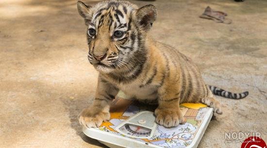  عکس توله ببر زیبا