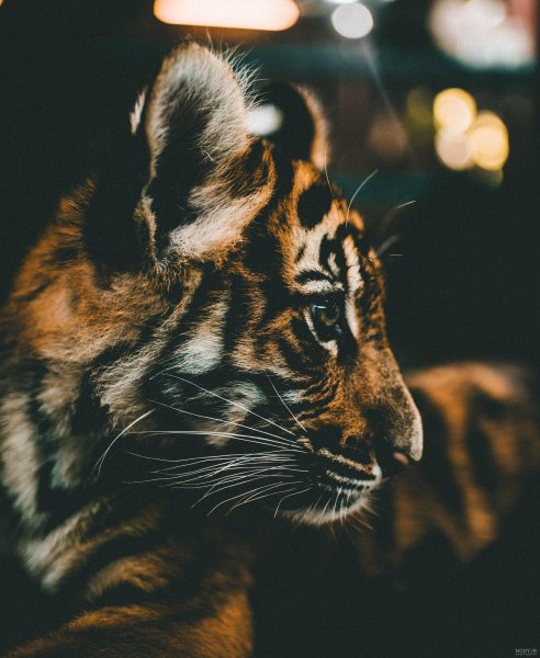  عکس توله ببر زیبا