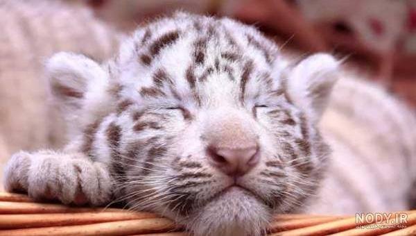  عکس توله ببر زیبا