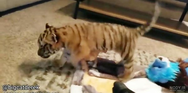  عکس توله ببر زیبا