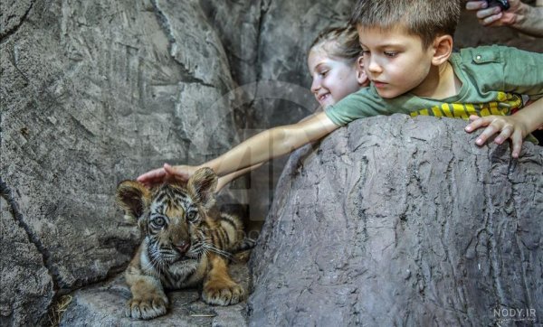  عکس توله ببر زیبا