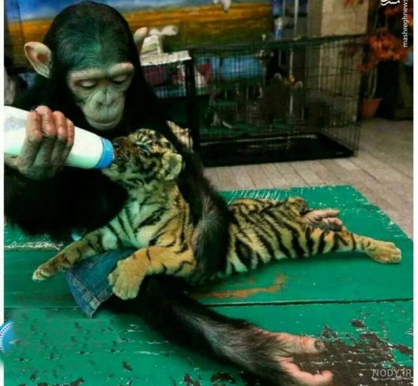  عکس توله ببر زیبا
