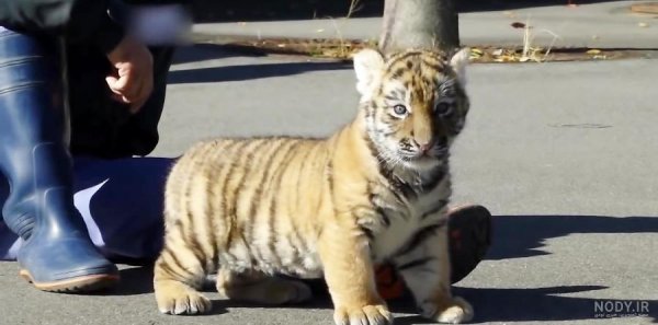  عکس توله ببر زیبا