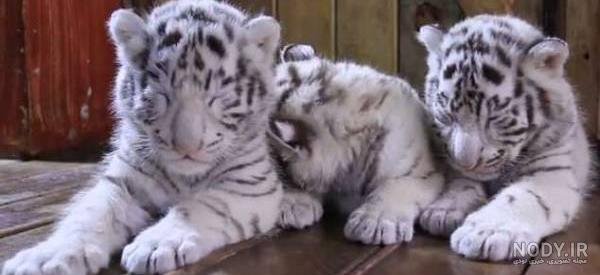  عکس توله ببر زیبا