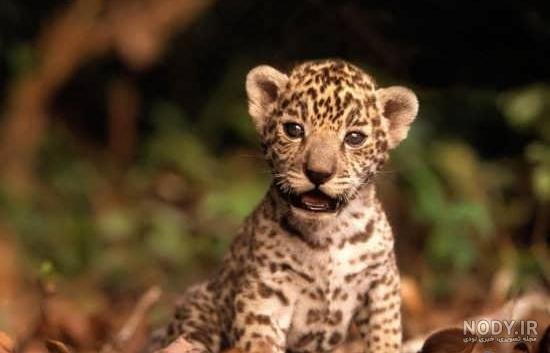  عکس توله ببر زیبا