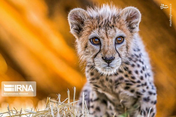 عکس توله پلنگ