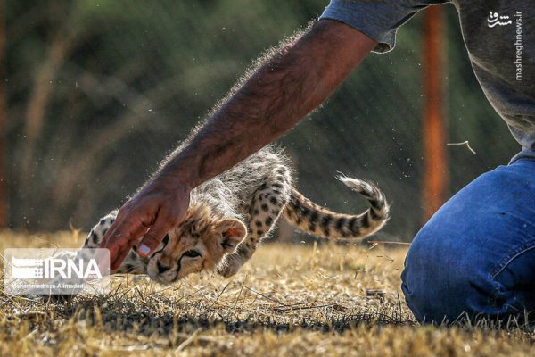  عکس توله پلنگ