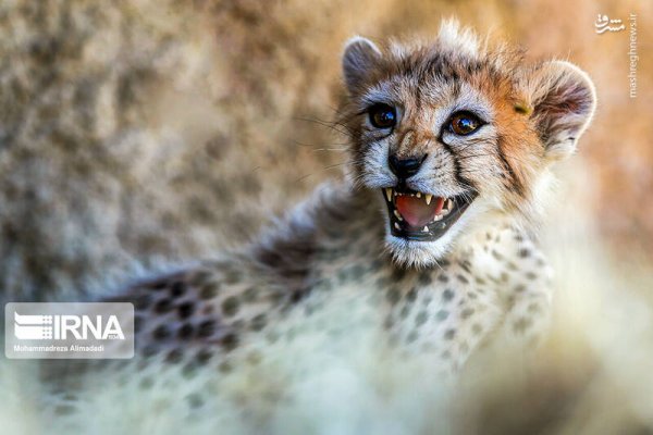  عکس توله پلنگ