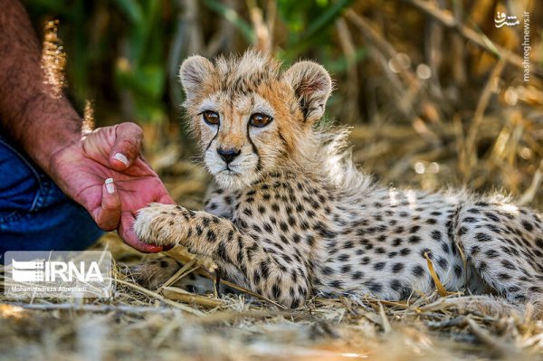  عکس توله پلنگ