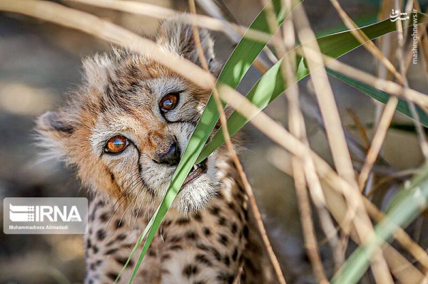  عکس توله پلنگ