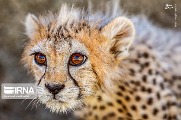  عکس توله پلنگ