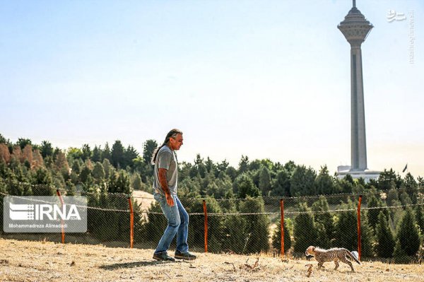  عکس توله پلنگ