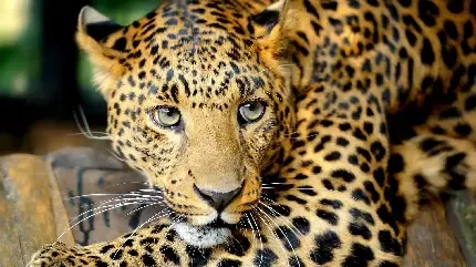  عکس پس زمینه ببر وحشی