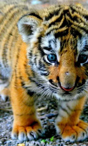  عکس ببر ترسناک برای پروفایل