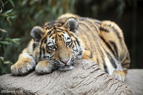 والپیپر ببر درنده برای پروفایل