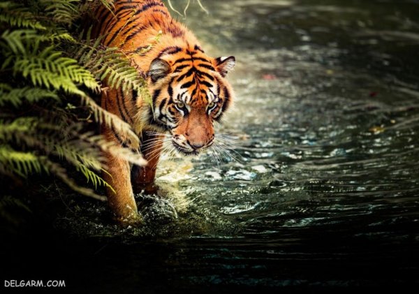  والپیپر ببر درنده برای پروفایل