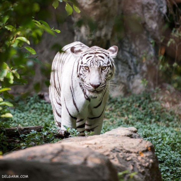  والپیپر ببر درنده برای پروفایل