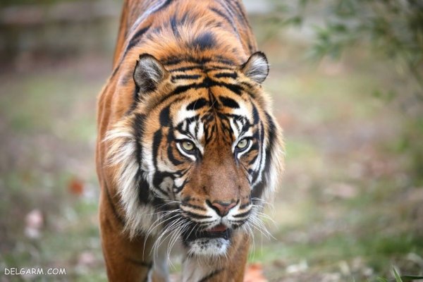  والپیپر ببر درنده برای پروفایل