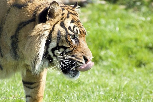  والپیپر ببر درنده برای پروفایل